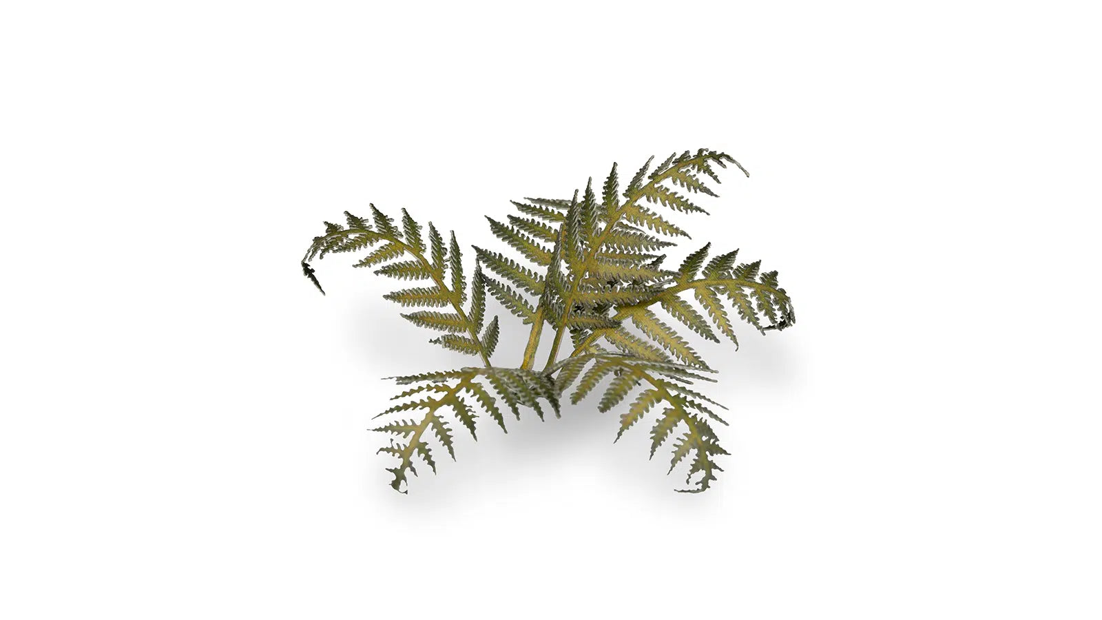 Gamers Grass Bracken