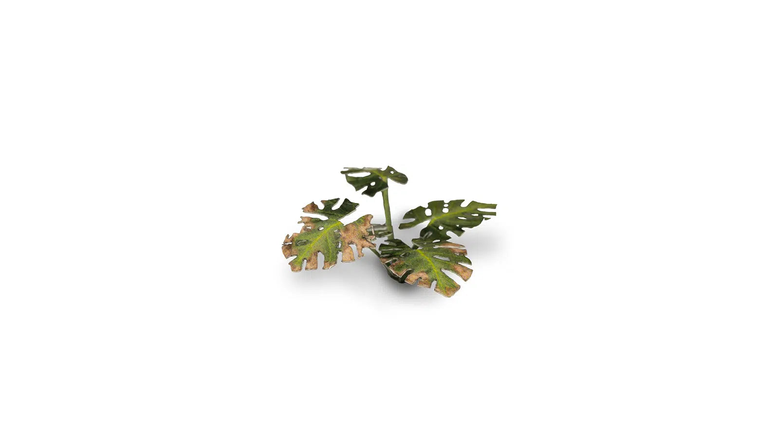 Gamers Grass Monstera