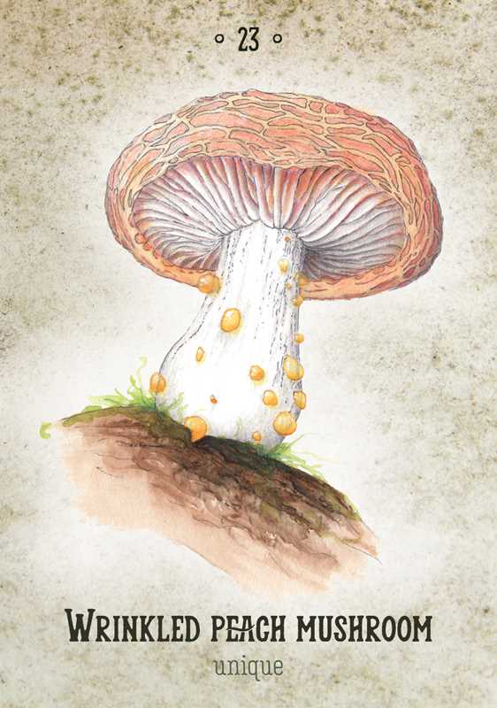 Oráculo del espíritu de los hongos por Nicola McIntosh