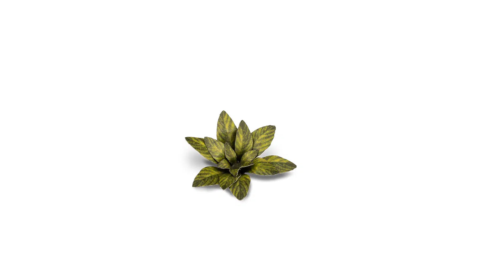 Gamers Grass Dumb Cane