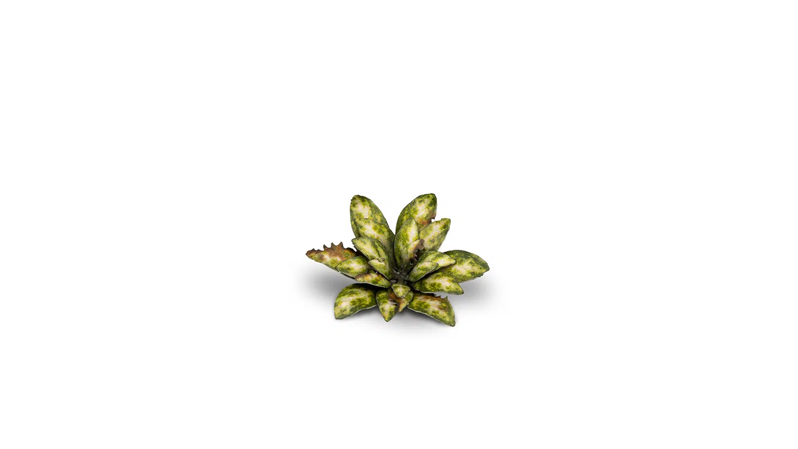 Gamers Grass Dumb Cane
