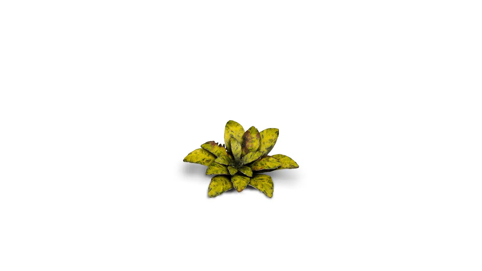 Gamers Grass Dumb Cane