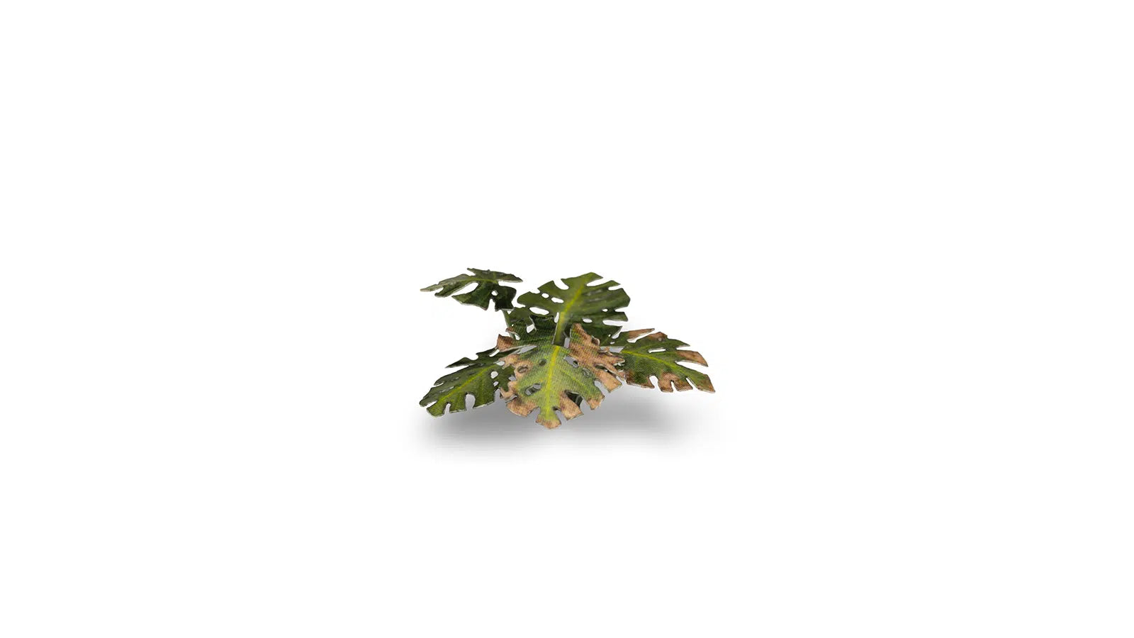 Gamers Grass Monstera